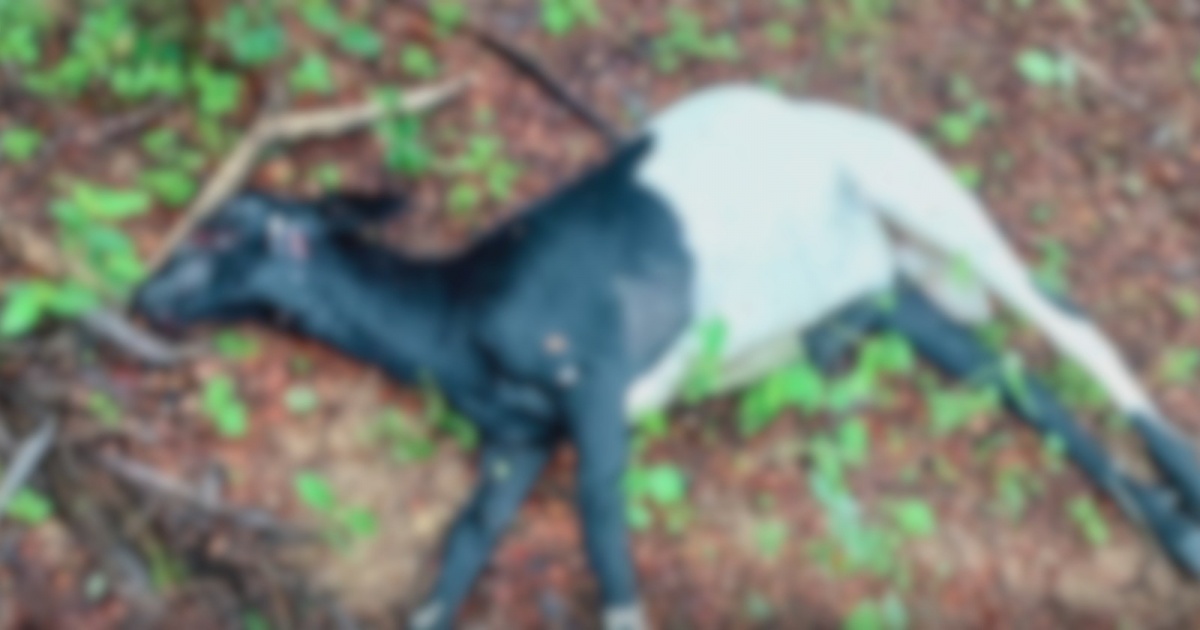 Cães invadem propriedade e deixam sete animais mortos em Quixabeira