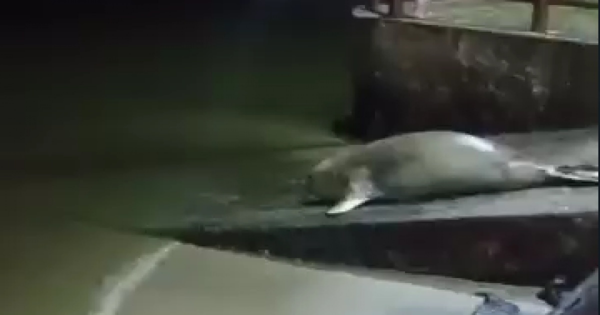Turista inesperado: Elefante-marinho é visto em nova região da Bahia