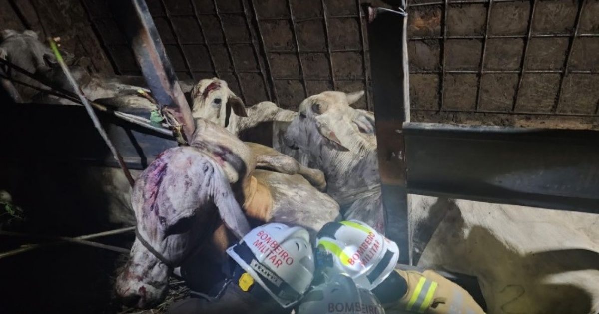 Dezenas de bovinos são resgatados com vida após acidente no Oeste baiano